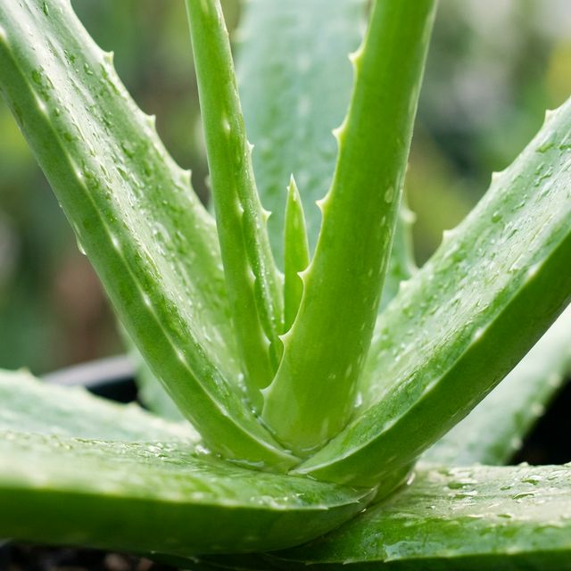 Aloe Vera