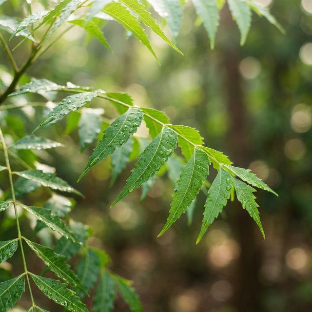 Malaivembu (Neem)