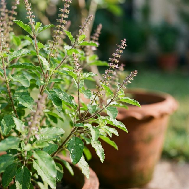 Tulasi (Holy Basil)